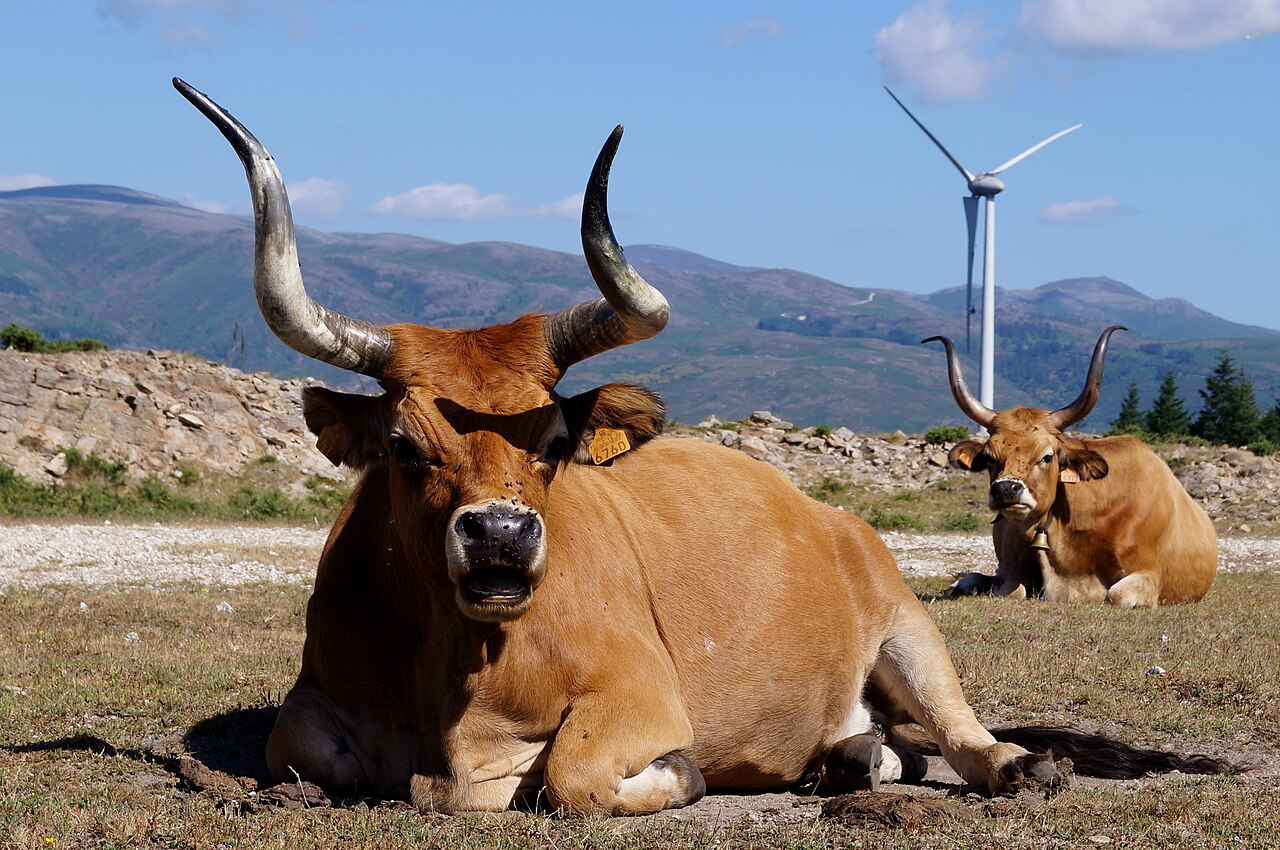 Vacas de raza Minhota descansando al aire libre en el norte de Portugal