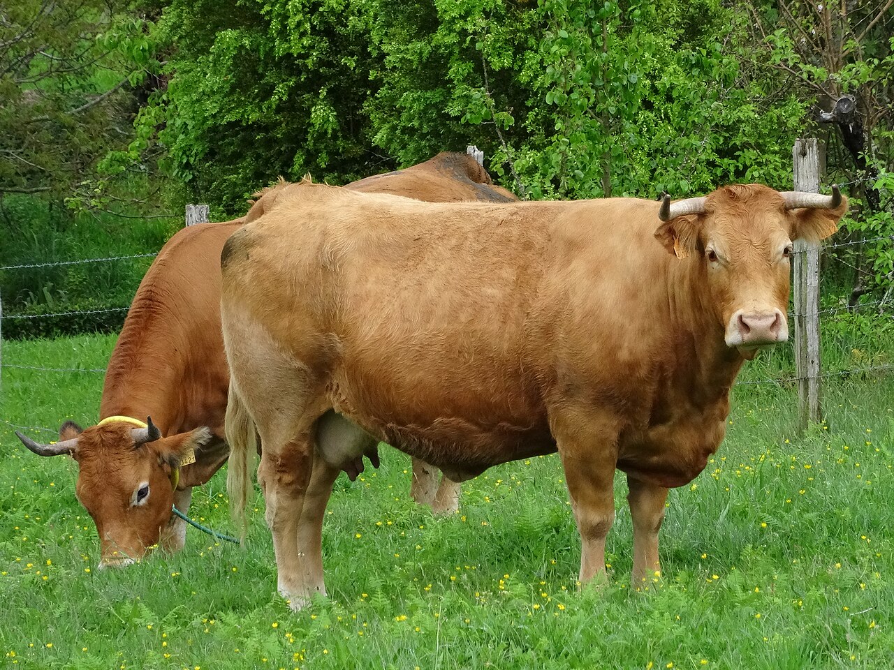 Vaca de raza Rubia Gallega con su ternero en un prado de Cervo, Lugo