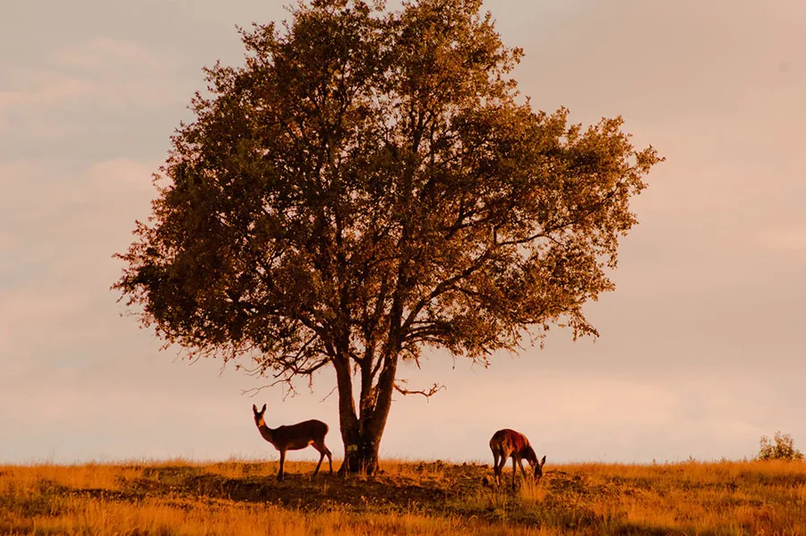 Ciervos bajo un árbol en el entorno natural de Finca Río Negro