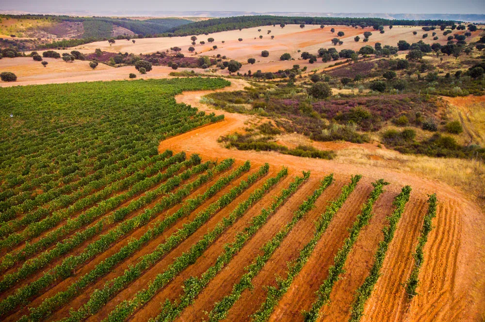 Vista de las parcelas de viñedo y el paisaje que rodea Finca Río Negro