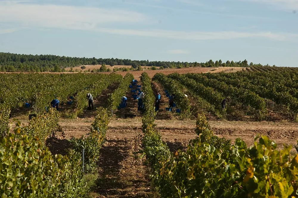 Vendimiadores recogiendo a mano las uvas en Finca Río Negro