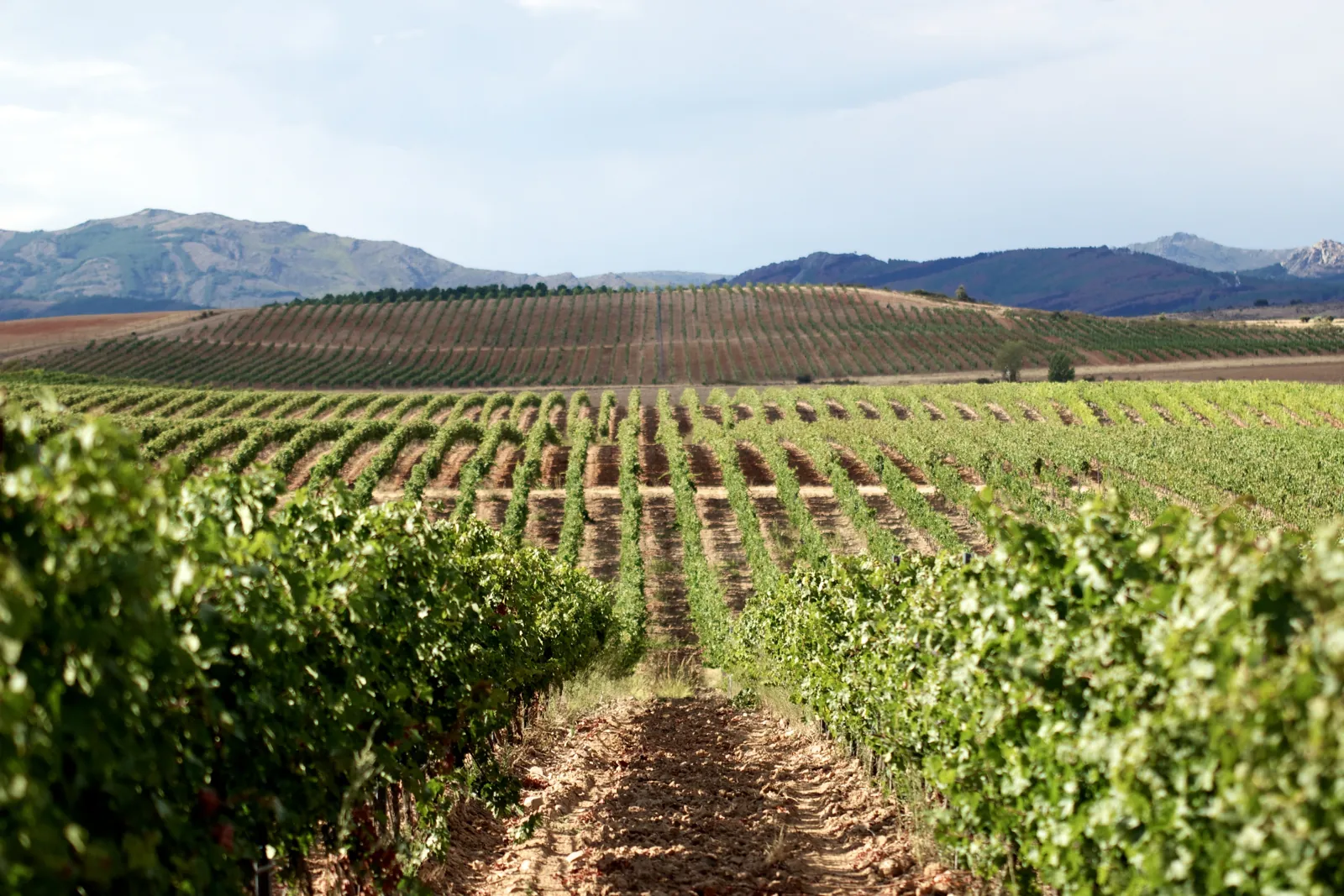 Filas de viñedos de Finca Río Negro frente a las montañas de la Sierra de Ayllón